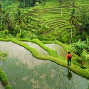 Ubud: Private Waterfalls, Tirta Empul & Swing Experience