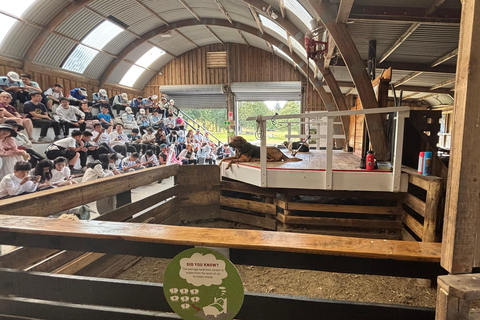 Auckland: Sheepworld, Honey Centre, & Kauri Trail Tour