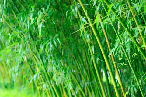 Pekin: botaniczna wycieczka po Parku Purpurowego Bambusa z ExpertGuidesWycieczka botaniczna po Purple Bamboo Park z przewodnikami