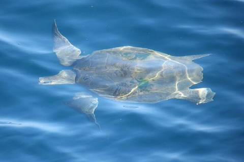 Mirissa: Whale & Dolphin Watching Boat Tour with Pickup Include Government Tax Fee