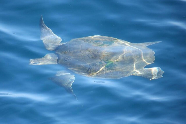 Mirissa: Whale & Dolphin Watching Boat Tour with Pickup Include Government Tax Fee