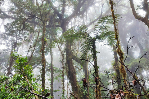 Randonnée dans la forêt nuageuse de MonteverdePromenade dans la forêt nuageuse de Monteverde