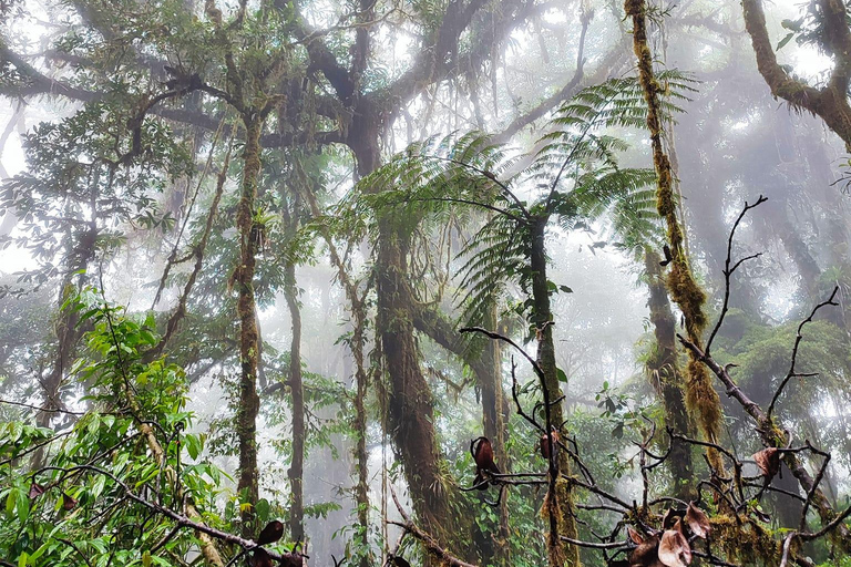 Wędrówka po lesie chmur MonteverdeSpacer przyrodniczy po lesie chmur Monteverde