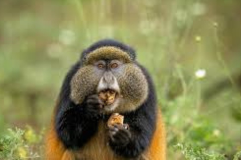 From Kigali: Golden Monkey Trek and Dian Fossey Fund Tour