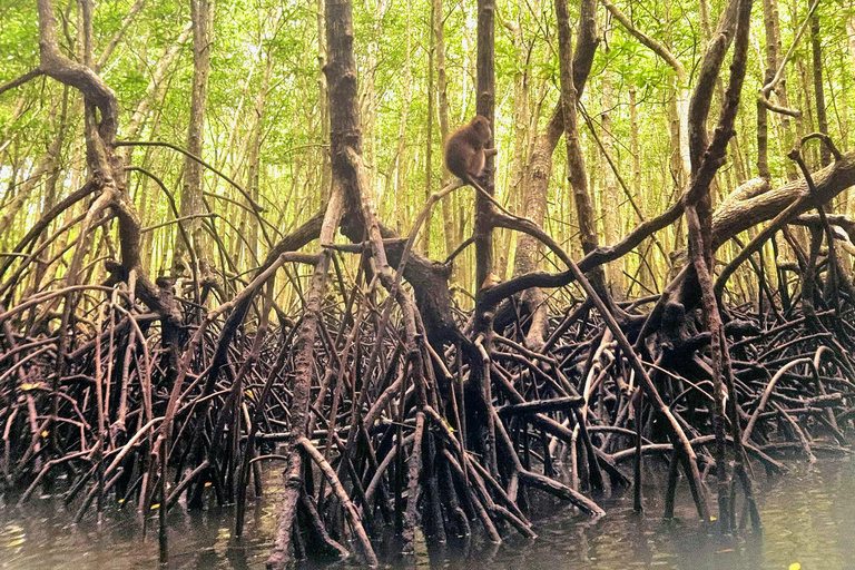 Krabi: ATV Jungle Bash & Kayak Odyssey in Din Daeng Mangrove
