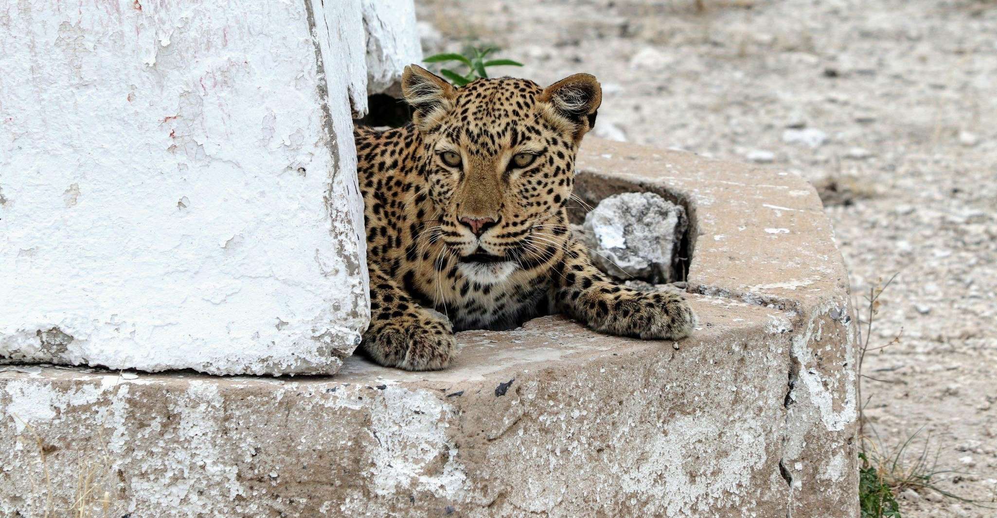 Windhoek - Windhoek, Dunes & Wildlife Safari yakınlarında yapılacak şeyler - Hizvo