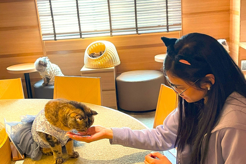 Tokyo: Gotokuji Cat Temple, Shinjuku Cat Cafe & 3D Cat Tour