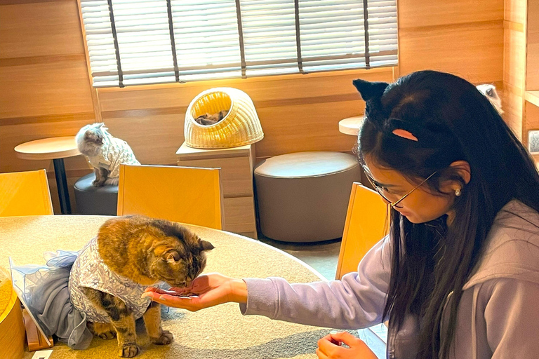 Tokyo: Gotokuji Cat Temple, Shinjuku Cat Cafe & 3D Cat Tour