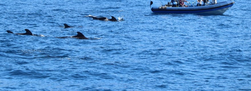 Excursion côtière avec observation de cétacés sur l'île de La Palma