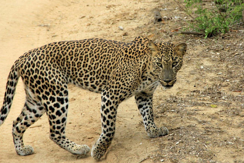 Yala National Park: Day Trip From Riu Hotel Ahungalla