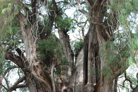 Oaxaca: Hierve el Agua, Tule, Mitla & Mezcal Full-Day Tour.