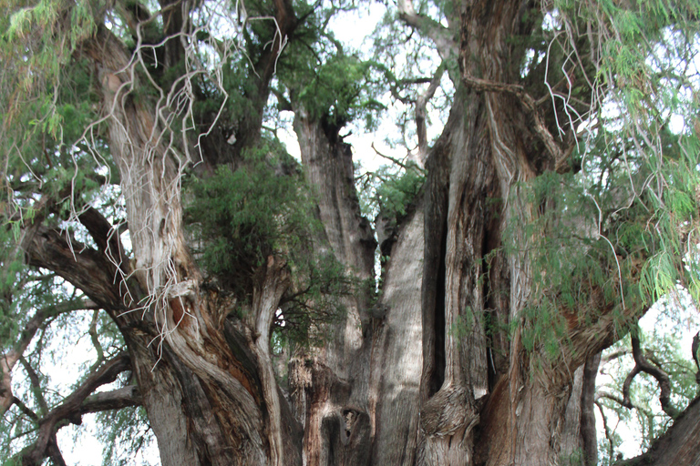 Oaxaca: Hierve el Agua, Tule, Mitla & Mezcal Full-Day Tour.