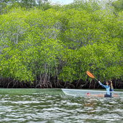 From Lembongan: Kayak/Paddleboard/Boat Mangrove Tour