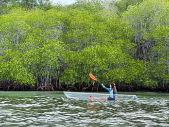 Vanuit Lembongan: Kajak/Paddleboard/Boot Mangrove Tour