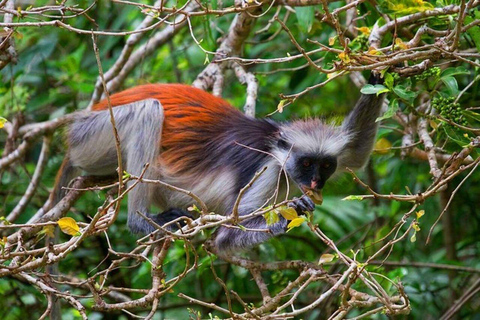 Zanzibar: Viagem de meio dia na Floresta JozaniCom embarque nos hotéis do sul