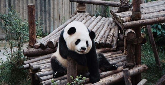 Lisbon: Visit the Zoo and take a Tagus River Cruise