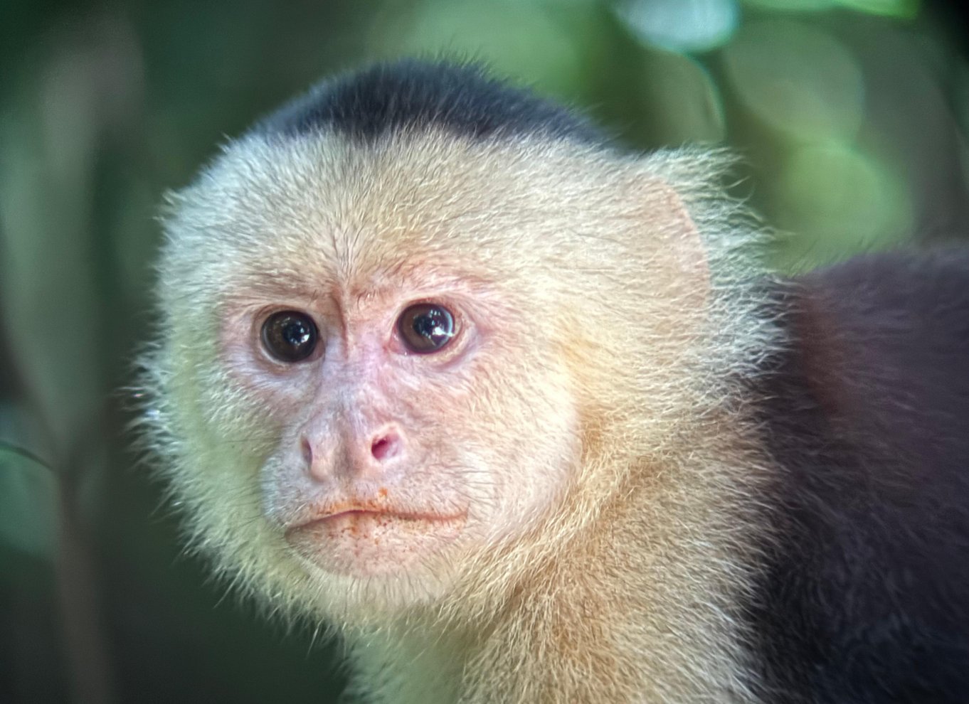 Manuel Antonio Nationalpark: Guidet tur med ENTRÉ INKLUDERET