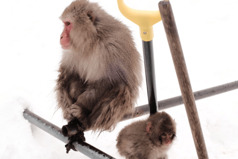 Nagano: Snow Monkeys, Sake Tasting & Zenkoji Private Tour Pick Up From Nagano Area
