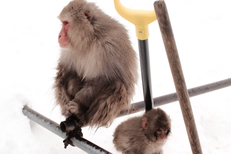Nagano: Snow Monkeys, Sake Tasting & Zenkoji Private Tour Pick Up From Nagano Area