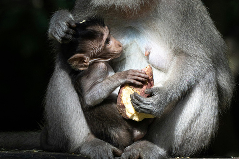 ULUWATU LUXE TOUR: Beaches, Cliffs, Temple, Fire Dance & BBQ ULUWATU LUXE TOUR: Beaches, Cliffs, Temple, Fire Dance & BBQ