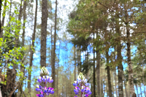 Oaxaca: Sierra Norte Ixtepeji Guided Hike & Lunch, Half-Day