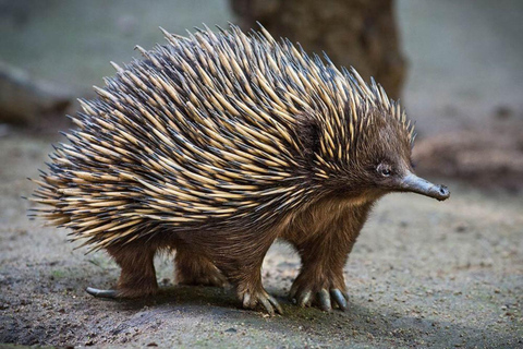 Sydney: Featherdale Wildlife Park Private Tour