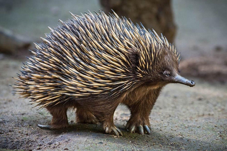 Sydney: Featherdale Wildlife Park Private Tour