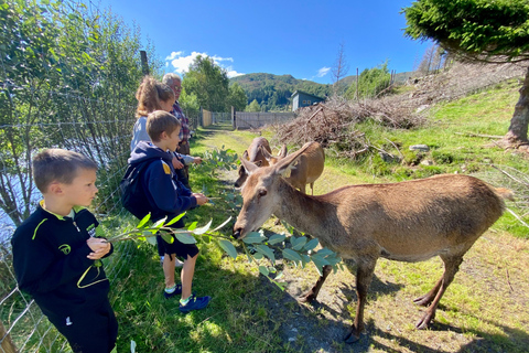 Måløy: Llama farm visit