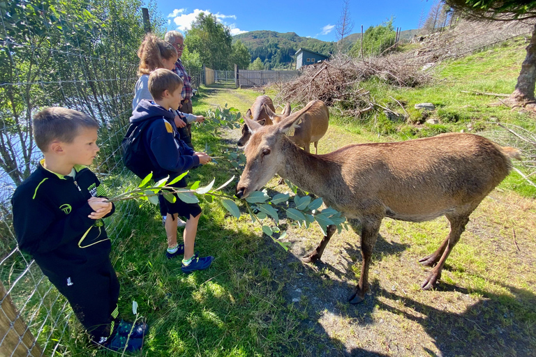 Måløy: Llama farm visit