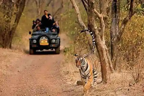 Delhi: Tour del Parco Nazionale di Sariska in giornata con safari delle tigri