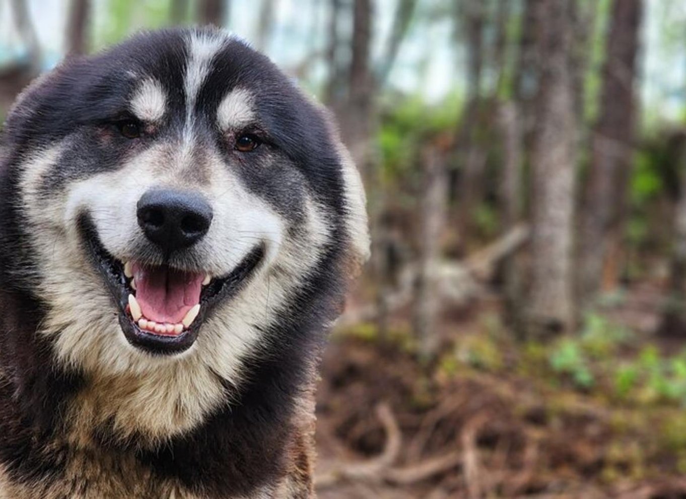 Fairbanks: Alaskas sommerslædehundeeventyr