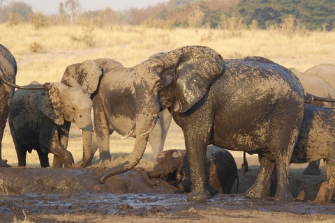 From Victoria Falls: Game drive and Rhino walk (Zambia)