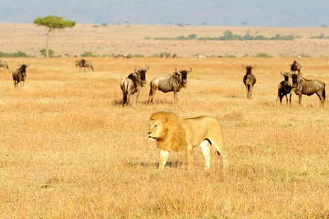 Från Nairobi: 8-dagars safari med det bästa av Kenya och Tanzania