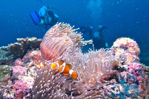 Borneo Full Day Try Dive (2 Dives) for Beginners