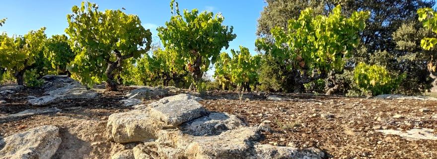 Dégustation HOPLITA et ses amis
