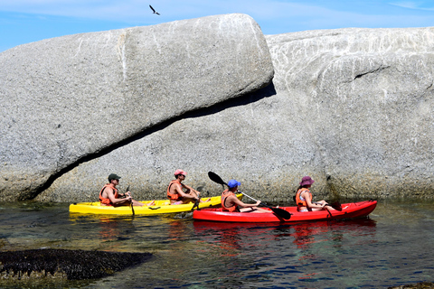 Cape Town: Guided Kayak Tour of Clifton Beaches & The Coast