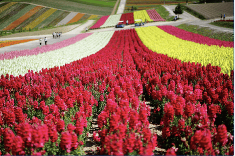 Vanuit Sapporo : Hokkaido Furano Tomita Boerderij Joiner Tour