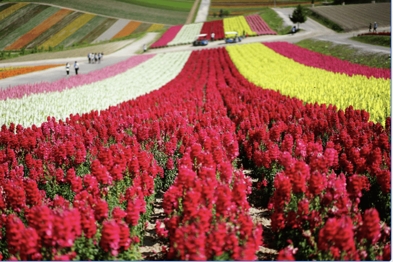 Vanuit Sapporo : Hokkaido Furano Tomita Boerderij Joiner Tour