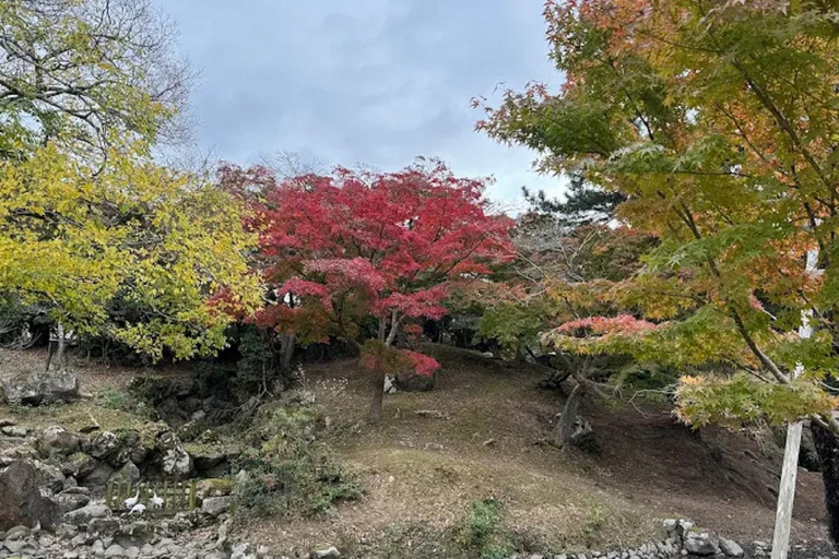 Osaka: Discovering Nara Timeless Grace Guided Tour