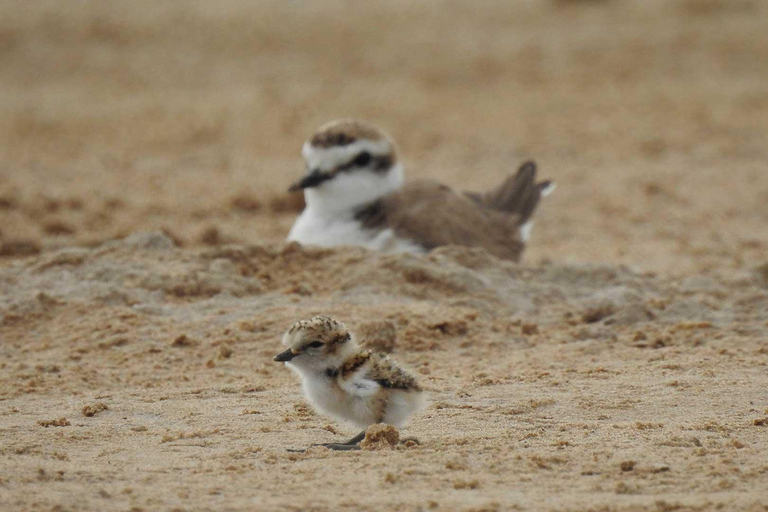 Ontdek de Devesa en de Albufera: Rondleiding met gids