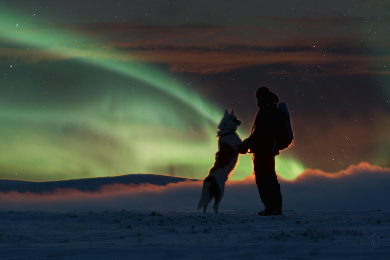 Saariselkä: Husky Safari with Aurora Borealis Hunt