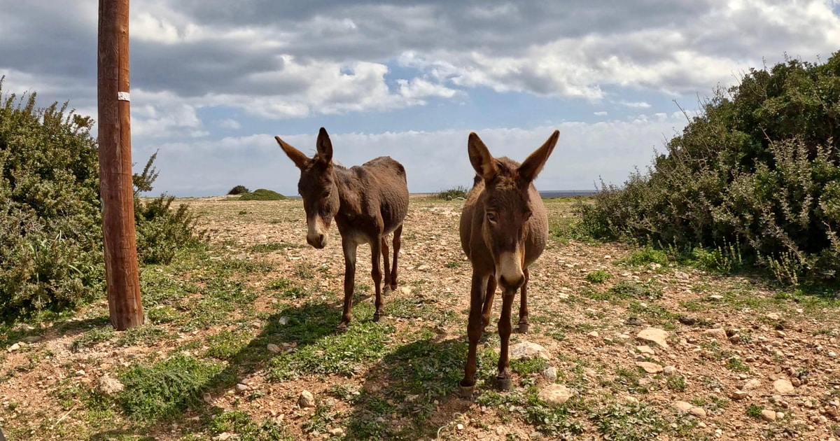 Guidad tur på Karpaz-halvön på Cypern | GetYourGuide