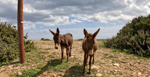 Cyprus Karpaz Peninsula Tour with Guide