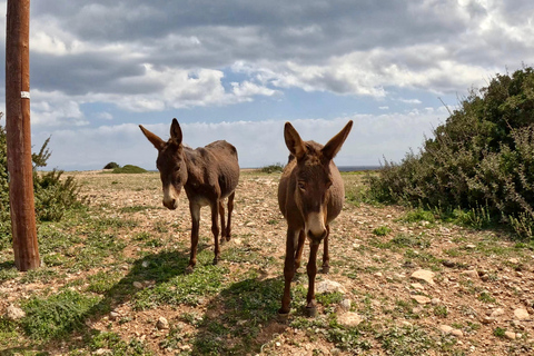 Cyprus Karpaz Peninsula Tour with Guide