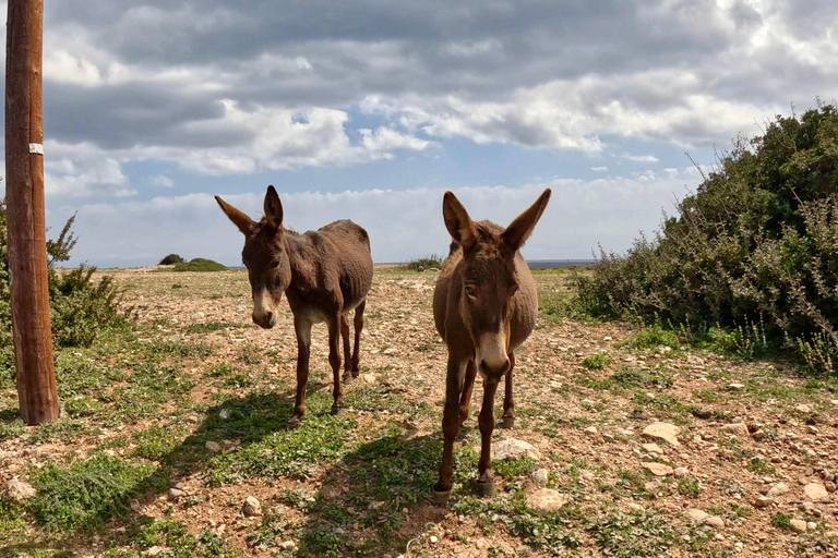Cyprus Karpaz Peninsula Tour with Guide