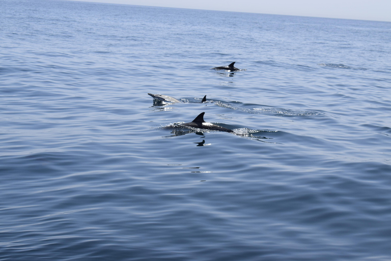 Estepona: Dolphins Searching Sea Cruise with Drink & Snacks Group Cruise
