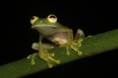 Panamá; San Blas Dos días en la selva todo incluido