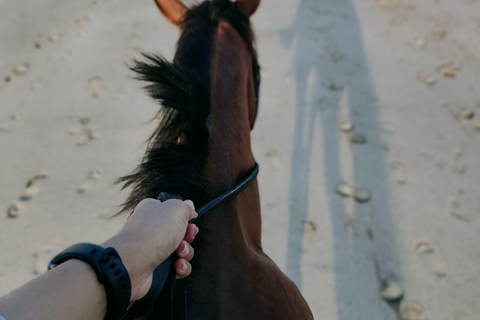 Fiji: Scenic Mountain View Horseback Experience