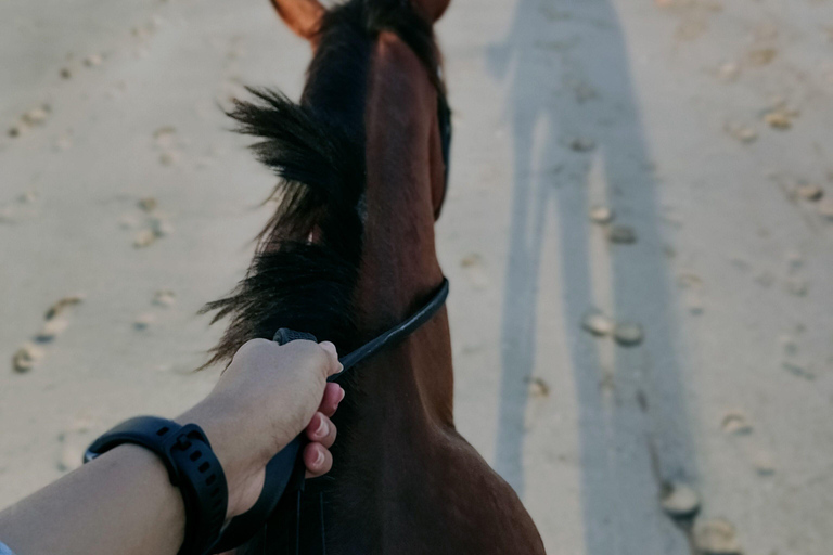 Fiji: Scenic Mountain View Horseback Experience