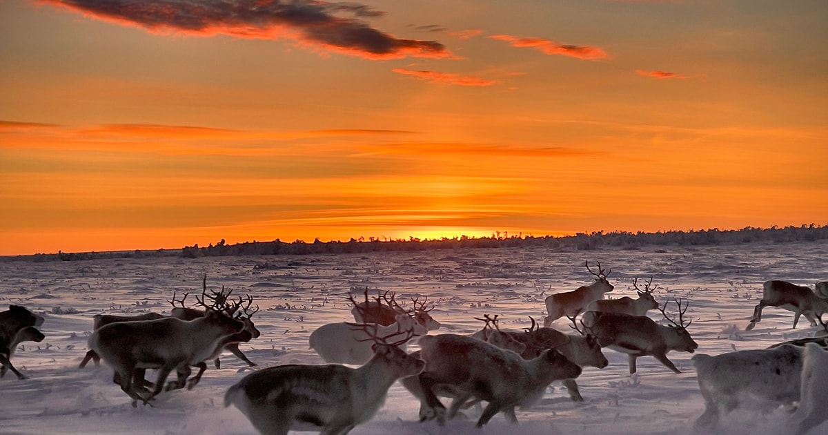 From Alta: Authentic Sami Reindeer Herding In Arctic Norway 